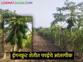 ड्रॅगनफ्रुट शेतीत पपईचे आंतरपीक, पण शेतकऱ्याच्या पदरी निराशाच!  - Marathi News | Intercropping of papaya in dragon fruit farming, but disappointment at the farmer's level! | Latest agriculture News at Lokmat.com
