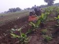 हताश शेतकऱ्याने दोन एकर उभ्या केळी पिकात फिरवला ट्रॅक्टर - Marathi News | Farmer plough Two acres banana cropp by tractor | Latest akola News at Lokmat.com
