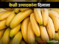 Banana Farmers : केळी उत्पादकांचे उष्णतेमुळे नुकसान, 'या' महसूल मंडळांना मिळणार भरपाई  - Marathi News | Latest News Compensation to heat damaged banana growers see list of mahsul mandal | Latest agriculture News at Lokmat.com