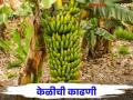 साठवणूक क्षमता वाढण्यासाठी केळीची काढणी कशी करावी? - Marathi News | How to harvest bananas to increase self life? | Latest agriculture News at Lokmat.com