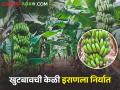 थोरात बंधूंनी खडकाळ जमिनीवर फुलवले केळी पिकाचे नंदनवन - Marathi News | Thorat brothers flourished a paradise of banana crops on barren land | Latest agriculture News at Lokmat.com