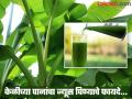 केळीच्या पानांचा ज्यूस पिण्याचे एकापेक्षा एक फायदे, शरीरातील अनेक समस्या लगेच होतील दूर... - Marathi News | Amazing health benefits of banana leaf juice and stem juice | Latest health News at Lokmat.com