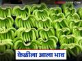 Banana Market : केळीची जबरदस्त कमबॅक; दर थेट उच्चांकावर वाचा सविस्तर - Marathi News | latest news Banana Market: Banana makes a huge comeback; Price hits record high Read in detail | Latest agriculture News at Lokmat.com