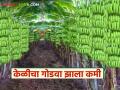 Banana Market : सणासुदीत वाढते केळीला मागणी; मात्र बाजारात होतोय गोडवा कमी वाचा सविस्तर - Marathi News | latest news Banana Market: Demand for bananas increases during the festive season; However, the sweetness in the market is decreasing. Read in detail | Latest agriculture News at Lokmat.com