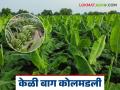 Banana Market: केळी बाग कोलमडली; जाणून घ्या काय आहे कारण - Marathi News | latest news Banana Market: Banana orchard collapsed; know the reason | Latest agriculture News at Lokmat.com
