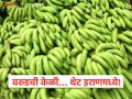 Banana Market: तंत्रज्ञानाची साथ, मेहनतीची ताकद; वरुडच्या केळी थेट इराणच्या बाजारात दाखल वाचा सविस्तर - Marathi News | latest news Banana Market: With the support of technology, the power of hard work; Bananas from Varud directly entered the Iranian market. Read in detail | Latest agriculture News at Lokmat.com