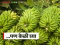 Banana Market : अतिवृष्टीचा केळीच्या दरात काय झालाय परिणाम ते वाचा सविस्तर - Marathi News | latest news Banana Market: Read in detail the impact of heavy rain on banana prices | Latest agriculture News at Lokmat.com