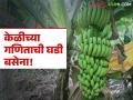 Banana Market : केळीच्या गणिताची घडी बसेना; काय आहे कारण वाचा सविस्तर - Marathi News | latest news Banana Market: Banana math is not working; Read the reason in detail | Latest agriculture News at Lokmat.com