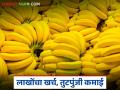 Banana Market : केळी उत्पादकांना बाजाराने दिला धक्का; लाखो खर्च करून मिळाले फक्त हजारांत उत्पन्न वाचा सविस्तर - Marathi News | latest news Banana Market: The market gave a shock to banana producers; After spending lakhs, they got income of only thousands. Read in detail | Latest agriculture News at Lokmat.com