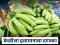 Banana Market : हवामानाचा केळीला बसला दणका; बाजारात असा मिळतोय दर वाचा सविस्तर - Marathi News | latest news Banana Market: Weather has hit bananas; Read in detail the prices being offered in the market | Latest agriculture News at Lokmat.com