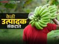शेतकऱ्यांकडून केळीची चार रुपये किलोने खरेदी; बाजारात मात्र ४० रुपये डझनने विक्री - Marathi News | Bananas are purchased from farmers for Rs 4 per kg; however, they are sold in the market for Rs 40 per dozen | Latest agriculture News at Lokmat.com