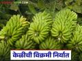 10 हजार कंटेनरद्वारे जळगावातून केळीची विक्रमी निर्यात, अचानक निर्यात कशी वाढली?  - Marathi News | Latest News Record banana export from Jalgaon with 10 thousand containers | Latest agriculture News at Lokmat.com