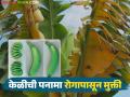 २० वर्षांच्या अथक परिश्रमानंतर जगातील पहिली जीएम केळीची जात विकसित; शेतकऱ्यांना कसा होणार फायदा? - Marathi News | After 20 years of tireless work, the world's first GM banana variety has been developed; how will farmers benefit? | Latest agriculture News at Lokmat.com