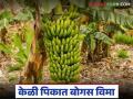 केळी पिकात बोगस विमा; सुमारे सव्वादोन कोटी रुपयांची रक्कम लुबाडण्याचा प्रयत्न, काय आहे प्रकरण? - Marathi News | Bogus insurance in banana crop; Attempt to embezzle around two and a half crore rupees, what is the matter? | Latest agriculture News at Lokmat.com