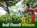 Banana Export : चाळीसगावची केळी रशियाला रवाना, केळीला 40 दिवसांची टिकवण क्षमता!  - Marathi News | Latest News Banana Export Chalisgaon bananas sent to Russia, 40 days shelf life see details  | Latest agriculture News at Lokmat.com