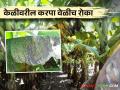 Banana Sigatoka : केळी पिकात करपा सिगाटोका रोग कसा येतो? कसे कराल नियंत्रण - Marathi News | Banana Sigatoka : How does leaf spot Sigatoka disease occur in banana crop? How to control | Latest agriculture News at Lokmat.com