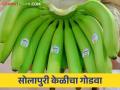 Banana Export : अरब देशात रोज पाचशे टन केळीची निर्यात ३ हजार कोटींची उलाढाल - Marathi News | Banana Export : Daily export of five hundred tons of bananas in Arab countries, turnover of 3 thousand crores | Latest agriculture News at Lokmat.com