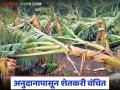 Banana Crop Damage : चार महिने उलटले… तरीही केळी नुकसानीनंतरही मदत मिळेना - Marathi News | latest news Banana Crop Damage: Four months have passed… Still no help after banana damage | Latest agriculture News at Lokmat.com
