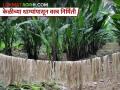 केळी उत्पादक शेतकऱ्यांसाठी आनंदाची बातमी; फॅशन जगतात केळीचा असाही उपयोग - Marathi News | banana fibres are being used in textile industry | Latest agriculture News at Lokmat.com