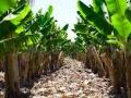 भडगाव तालुक्यातील फळपिकांच्या नुकसान भरपाईची मागणी - Marathi News | Demand for compensation of fruit growers in Bhadgaon taluka | Latest jalgaon News at Lokmat.com