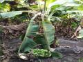 उष्णलहरीमुळे दापोरा परिसरात केळी उत्पादक संकटात - Marathi News | Banana producer in the area due to heat-related situation in Dapora area | Latest jalgaon News at Lokmat.com