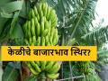 Banana Market : केळी निर्यातीसाठी कंटेनरची भाडे वाढ, आजचे बाजारभाव कसे? वाचा सविस्तर - Marathi News | Latest News Banana Market: Increase in container fare for banana export, todays market price | Latest agriculture News at Lokmat.com
