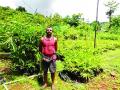 महाराष्ट्रातील पहिली बांबू नर्सरी माणगावातील डोंगरोलीमध्ये - Marathi News | The first bamboo nursery in Maharashtra, in the Dongrawali of Mangaon | Latest raigad News at Lokmat.com