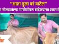 Aadesh Bandekar was seen taking care of the cow आपल्या गोठ्यातल्या गायीसोबत बांदेकरांचा खास व्हिडीओ - Marathi News | Aadesh Bandekar was seen taking care of the cow | Latest filmy Videos at Lokmat.com