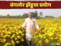 Bangalore Zendu Farming : इगतपुरीच्या शेतकऱ्याने फुलवला बंगलोरचा झेंडू, दसरा, दिवाळीत तीन लाखांचे उत्पन्न - Marathi News | Banglor Zendu Farming: Igatpuri Farmer Grows Bangalore Zendu Farming, Dussehra, Diwali Income of Three Lakhs | Latest agriculture News at Lokmat.com