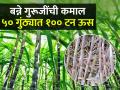 बन्ने गुरूजींनी ५० गुंठ्यात केला १०० टन ऊस; कमावले तीन लाख - Marathi News | | Latest agriculture News at Lokmat.com