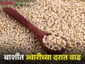 ज्वारीची आवक वाढणार; बाजारभावातही होतेय वाढ - Marathi News | Inflow of sorghum will increase; The market price is also increasing | Latest agriculture News at Lokmat.com