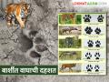 बार्शी तालुक्यात वाघ अद्यापही वावरतोय, दहशतीचं वातावरण; शेतकऱ्यांनो काळजी घ्या - Marathi News | Tigers are still roaming in Barshi taluka; farmers should be careful | Latest agriculture News at Lokmat.com