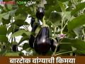शिंदे नवरा बायकोची बारटोक वांग्याची शेती - Marathi News | Bartok brinjal farm of Shinde husband and wife | Latest agriculture News at Lokmat.com