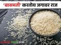 Basmati Rice बासमती तांदळाने केला विक्रम, निर्यातीतून कमवले इतके कोटी - Marathi News | Basmati Rice sets a record, earns so many crores from exports | Latest agriculture News at Lokmat.com
