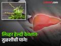 लिव्हर डॅमेज होण्यापासून बचाव करतात तुळशीची पाने, जाणून घ्या कसं कराल सेवन! - Marathi News | Basil home treatment for damage liver | Latest health News at Lokmat.com