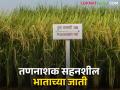 Pusa Paddy Variety पुसाकडून तणनाशक सहनशील करणाऱ्या बासमती भाताच्या बियाण्याची विक्री सुरू - Marathi News | Pusa Paddy Seed Launch of Herbicide Tolerant Basmati Rice Seed from Pusa | Latest agriculture News at Lokmat.com