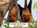 वटवाघुळे उलटी लटकून झोपलेली पाहिली असतीलच, पण यामागचं नेमकं कारण काय असतं पाहा - Marathi News | Why do bats sleep upside down, know the reason and interesting facts about bats | Latest jarahatke News at Lokmat.com