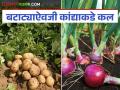 यंदा रब्बी हंगामातील बटाटा लागवड ठरू शकते फायदेशीर; कशामुळे? जाणून घ्या सविस्तर - Marathi News | Potato cultivation in the Rabi season can be profitable this year; Why? Find out in detail | Latest agriculture News at Lokmat.com