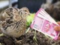 अवघ्या 35 दिवसांत होईल मोठी कमाई; कमी भांडवलात बटेर पालन व्यवसाय! - Marathi News | teetar palan farmers can earn lakhs of profit by bater palan agriculture news | Latest business News at Lokmat.com