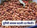 Market Rates : तुरीची आवक खूपच कमी! पण दर मिळतोय किती? जाणून घ्या सविस्तर - Marathi News | Market Rates: Turi's income is very low! But how much is the price? Know today's prices of Turi in the state | Latest agriculture News at Lokmat.com