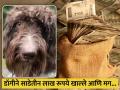 कुत्र्याने खाल्ले टेबलवरील 3 लाख रूपये, बघतच राहिलं कपल; असे काढले अडीच लाख! - Marathi News | UK dog ate couple's 3 lakh rupee cash go through poo to recover money | Latest jarahatke News at Lokmat.com