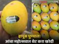 Mango Festival : पुण्यात भरलाय आंबा महोत्सव! थेट शेतकऱ्यांकडून खरेदी करता येणार GI टॅग मिळालेला खात्रीशीर हापूस आंबा - Marathi News | Mango Festival in Pune! Guaranteed Hapus mangoes with GI tag can be purchased directly from farmers | Latest agriculture News at Lokmat.com