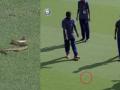 बाप रे बाप, मैदानात घुसला साप... - Marathi News | the snake that entered the cricket ground during Mumbai and Karnataka ranji match ... | Latest cricket News at Lokmat.com