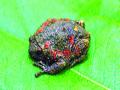 मेळघाटात ‘कलरफुल’ बेडूक; १६ प्रजातींची नोंद - Marathi News | ‘Colorful’ frogs in Melghat; Record of 16 species | Latest amravati News at Lokmat.com