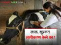 लाळ, खुरकत लसीकरण केले का? दूध उत्पादनावर होईल परिणाम... - Marathi News | Have you been vaccinated against lal khurkat? Milk production will be affected... | Latest agriculture News at Lokmat.com