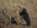 थरारक! पिल्लाला वाचविण्यासाठी अस्वलीणीने दिली वाघाशी झुंज - Marathi News | Sloth Bear Fearlessly Fights Ferocious Tiger To Save Her Cub In Maharashtra Video Goes Viral | Latest nagpur News at Lokmat.com