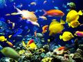 'हे' आहेत जगातील सर्वात सुंदर मासे! - Marathi News | these are the worlds most beautiful fish | Latest jarahatke Photos at Lokmat.com