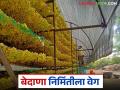 Bedana Production : एकट्या निफाडमध्ये 80 हजार टन बेदाण्याची निर्मिती, नाशिक जिल्ह्यात कोटींची उलाढाल  - Marathi News | Latest News grape season bedana production industry starts as soon as grape season starts | Latest agriculture News at Lokmat.com