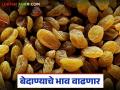 यंदा बेदाण्याच्या उत्पादनात मोठी घट; भाववाढीबरोबरच वर्षभर दर टिकून राहणार का? वाचा सविस्तर - Marathi News | Big drop in raisins production this year; Will the prices remain stable throughout the year? Read in detail | Latest agriculture News at Lokmat.com