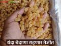 सोलापूर बाजार समितीत 'या' शेतकऱ्याचा बेदाणा ठरला किंग; वाचा प्रतिकिलो काय मिळाला दर? - Marathi News | This farmer's raisins became king in the Solapur Market Committee; Read what price was obtained per kg? | Latest agriculture News at Lokmat.com